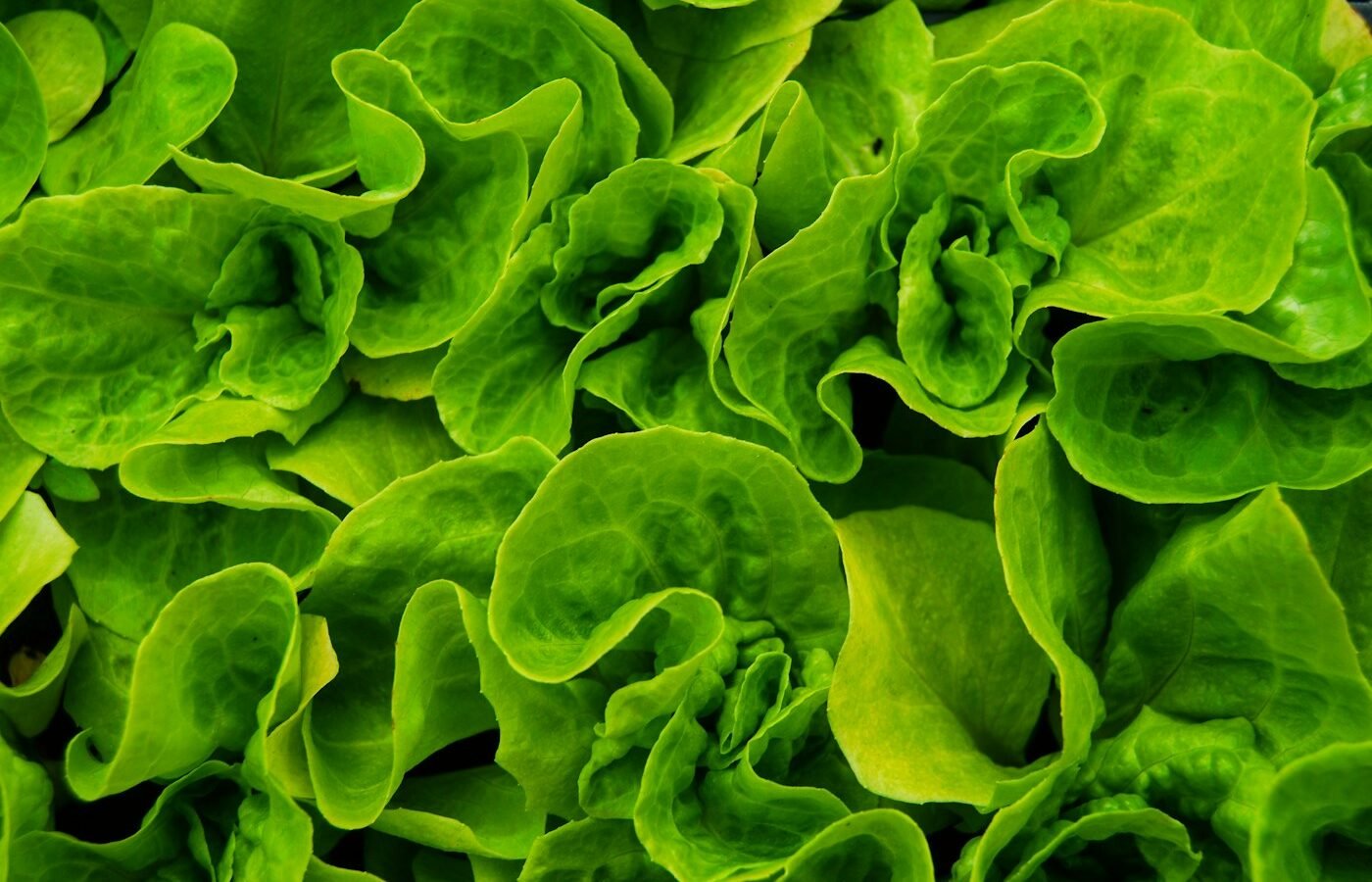 Salads & Leafy Greens