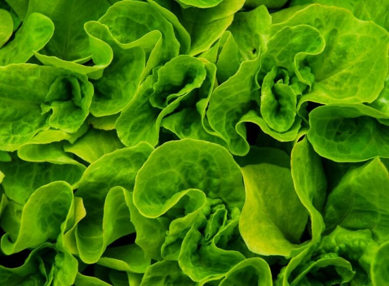Salads & Leafy Greens